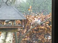 Tiere16.webp