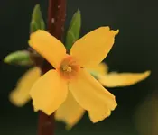 Forsythie 140321.webp