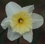 Narzisse 140321.webp