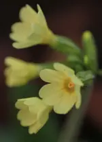 Schluesselblume 140321.webp