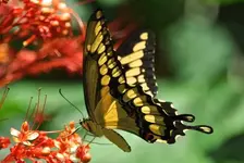 Tiere6.webp