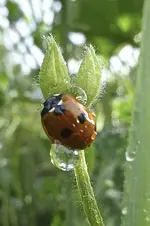 Makro20.webp