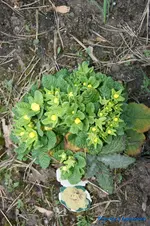 comp_DSC00971.webp