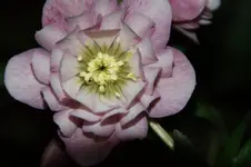 DSC00985.webp