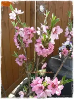 Frühling22.webp