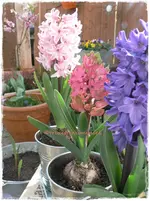 Frühling23.webp