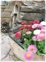 Frühling25.webp