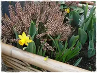 Frühling26.webp