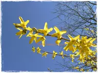 Frühling27.webp