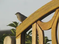 Bild 1891.webp