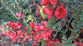 015.webp