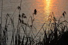 DSC_0038.webp