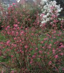 DSC04278 - 2014-03-22 - vorgarten wilde jiohannis - schlehe - magnolie.jpg