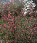 DSC04278 - 2014-03-22 - vorgarten wilde jiohannis - schlehe - magnolie.webp