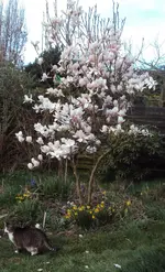 DSC04281 - 2014-03-22 - magnolienbeet.webp