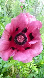 DSCN4852.webp
