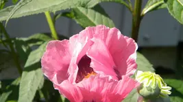 DSCN3168.webp