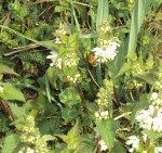 DSC04290 - 2014-03-22 - hummel an taubnessel.JPG