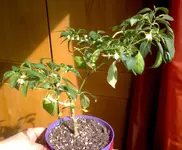 Chilistamm.webp
