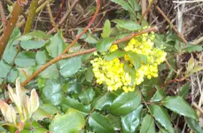 DSC04292 -2014-03-22 - mahonie.webp