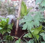 DSC04286 - 2014-03-22- lilienaustriebe vorgarten.webp