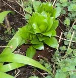 DSC04279 - 2014-03-22 - lilienaustriebe terrasse.webp