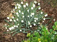 gartenjahr 14 001.webp