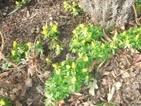 gartenjahr 14 003.webp