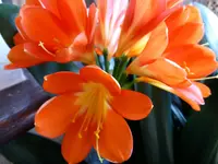 P1010299.webp