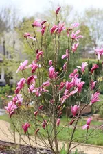 Magnolie 140322.webp
