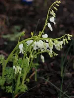 Traenendes Herz 140322.webp