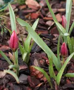 Wildtulpen 140322.webp