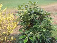 SAM_3256.webp