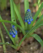 Muscari blau.webp
