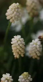 Muscari weiss.webp