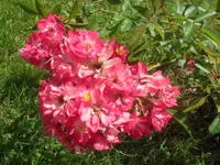 SAM_2056.webp