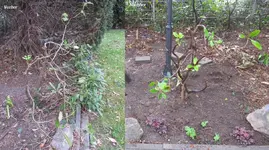 Rhododendron.webp