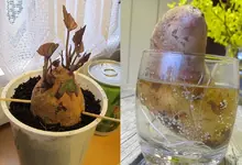 süßkartoffeln 20.03.14.webp