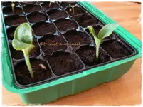 Zucchini1.webp