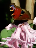 Schmetterling_0004.webp