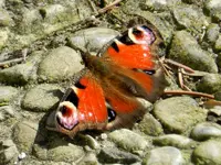 Schmetterling_0001.webp