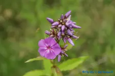 Phlox1.webp