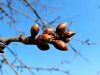 Knospen_0010.webp