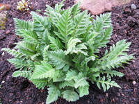 mohn.webp