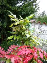 DSCN6797.webp