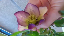 Helli 1.webp