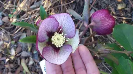 Helli Picotee.webp