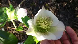 Helli weiß rosa überhaucht.webp