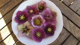 Hellis in Schale.webp