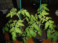 DSCF7659.webp